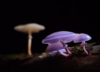 Jak się robi slime z kleju? Jak się robi slime z kleju?