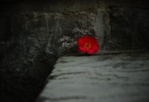 Jak zrobić kwiatka z koralików krok po kroku? Jak zrobić kwiatka z koralików krok po kroku?