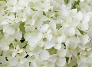 Czy Annabelle jest oparta na faktach?