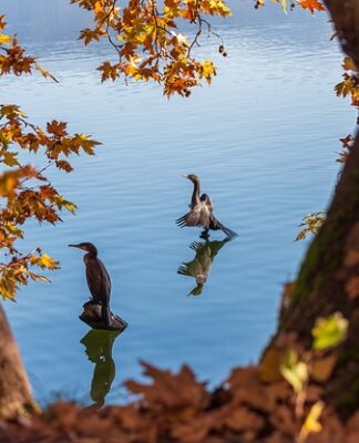 Ile kosztuje Alba do komunii? Ile kosztuje Alba do komunii?