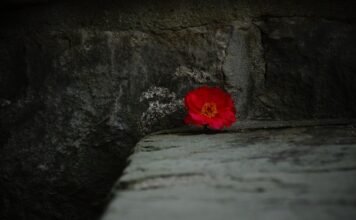 Jak zrobić kwiatka z bibuły instrukcja? Jak zrobić kwiatka z bibuły instrukcja?